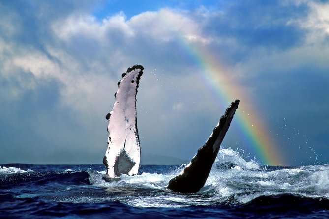 Waikiki Deluxe Catamaran Whale Watch - Weather, timing, and comfort
