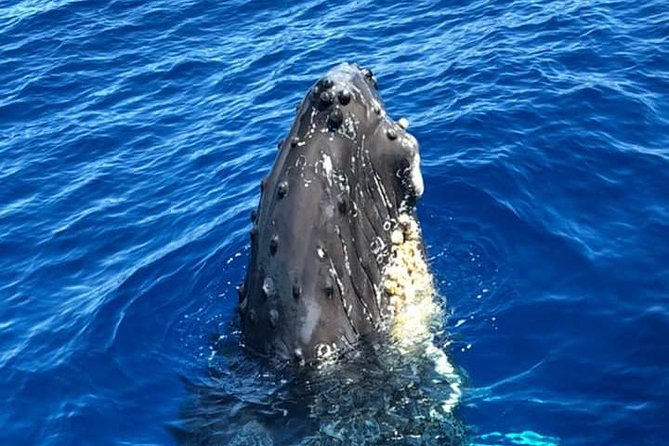 Waikiki Deluxe Catamaran Whale Watch - Who will enjoy this Waikiki cruise?