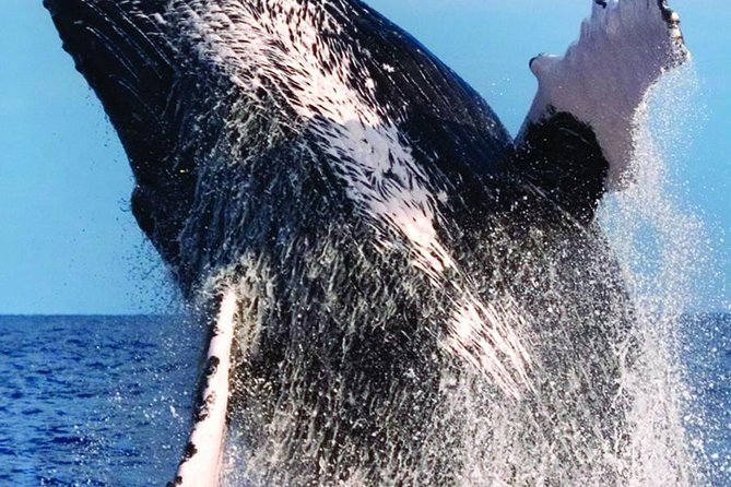 Waikiki Deluxe Catamaran Whale Watch - Final call: book it for the boat ride, too