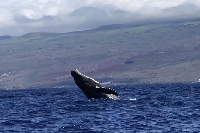 Waikiki Deluxe Catamaran Whale Watch - What the crew adds to the ride