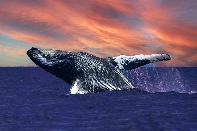Waikiki, Oahu 2-Hour Whale Watching: Guaranteed Sightings - Key points to know before you sail