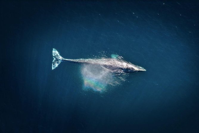 Waikiki, Oahu 2-Hour Whale Watching: Guaranteed Sightings - Price and overall value at $45.31
