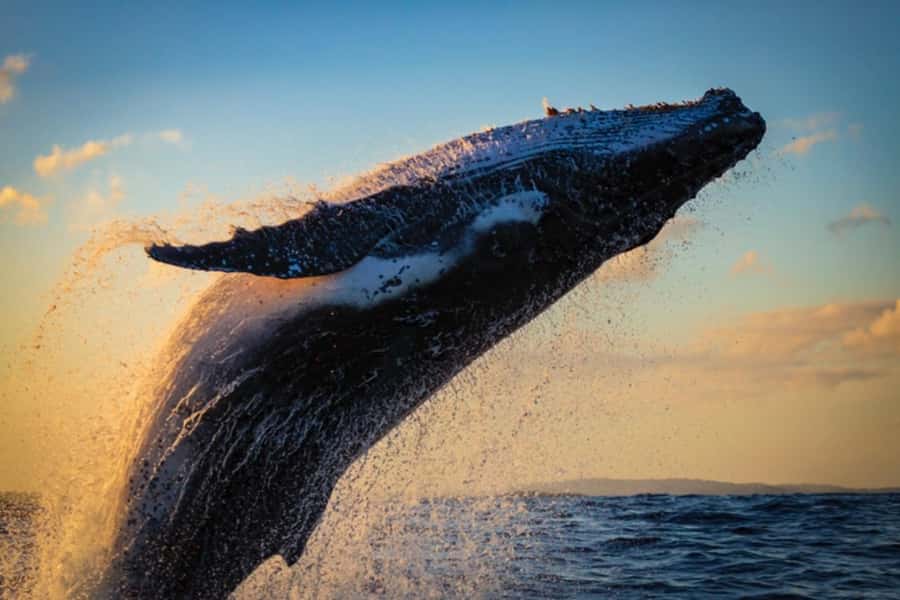 Waikiki: Sunset Whale Watching with 2 Drinks (BYOB-Friendly) - Key points to know before booking