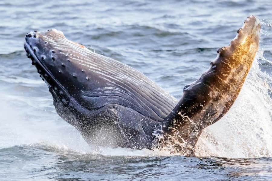 Waikiki: Sunset Whale Watching with 2 Drinks (BYOB-Friendly) - Setting out from Pier E in Honolulu