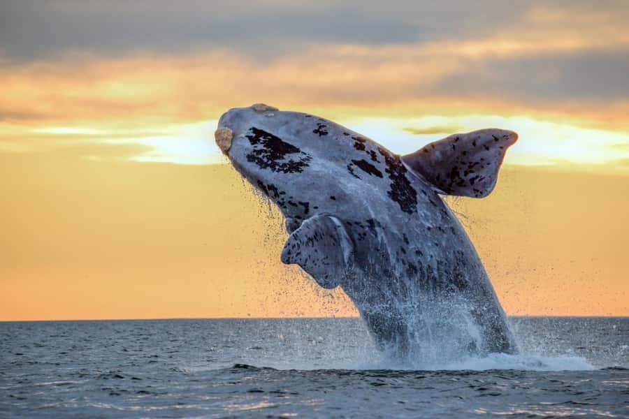 Waikiki: Sunset Whale Watching with 2 Drinks (BYOB-Friendly) - Sunset views of Diamond Head and Waikiki
