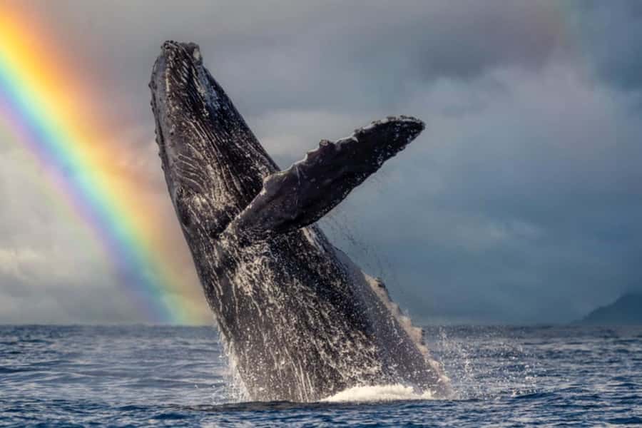 Waikiki: Sunset Whale Watching with 2 Drinks (BYOB-Friendly) - Who will enjoy this cruise most?