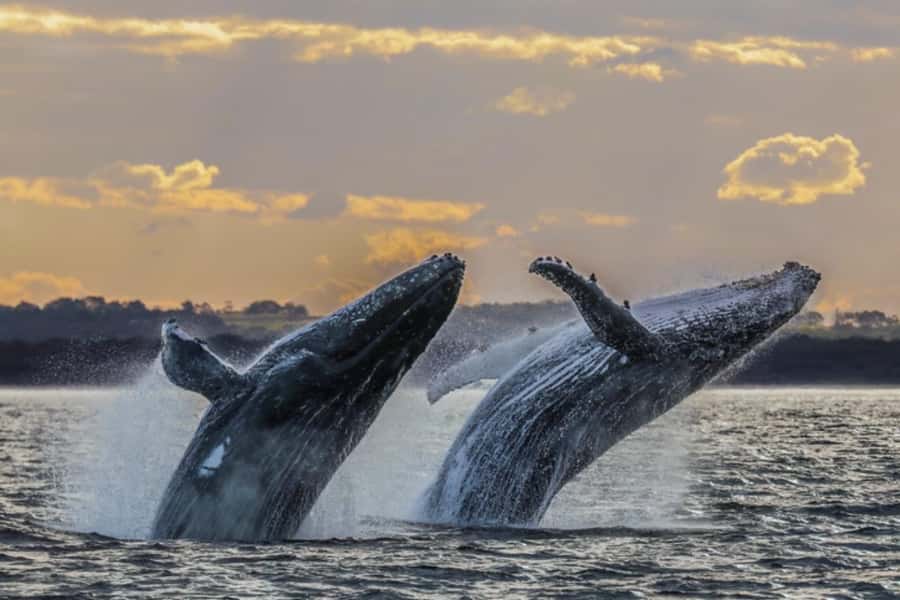Waikiki: Sunset Whale Watching with 2 Drinks (BYOB-Friendly) - Weather, timing, and practical preparation
