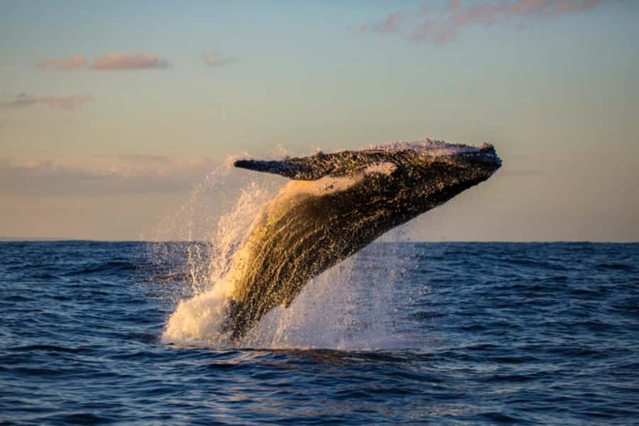 Waikiki: Sunset Whale Watching with 2 Drinks (BYOB-Friendly) - Whale watching during the winter migration