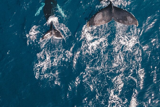 Waikiki Whale Watching Cruise - Whales, dolphins, turtles, and surface fish