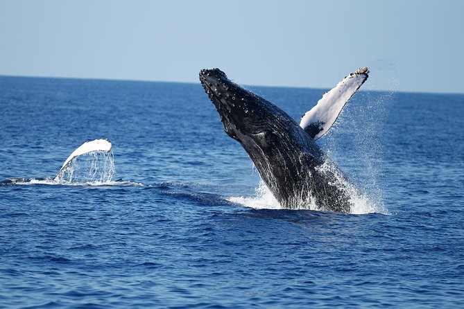 Waikiki Whale Watching Cruise with Snack & Trolley Transportation - Listening for whale songs underwater