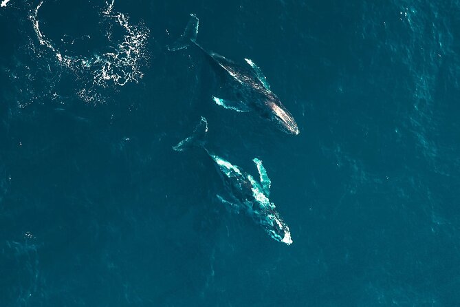 Waikiki Whale Watching Cruise - What the two-hour route gives you