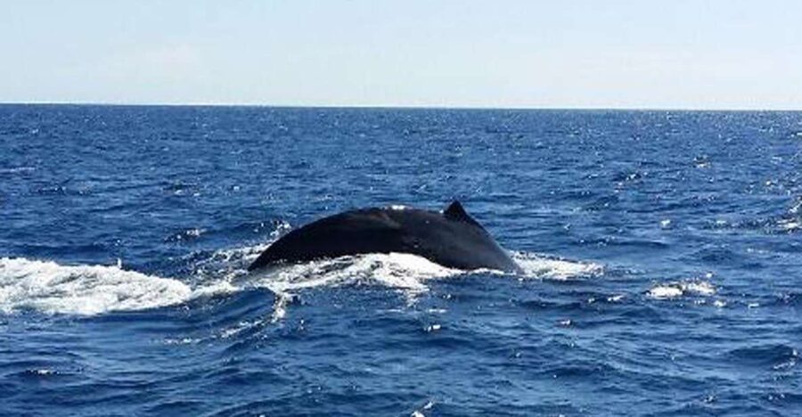 Waikoloa Deluxe Catamaran Whale Watch - Key things to know before you book