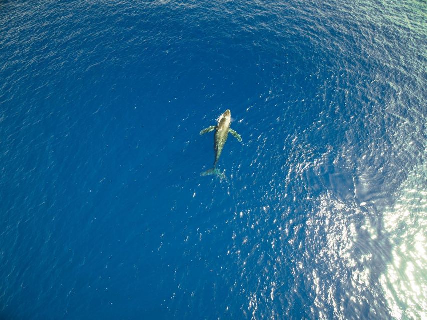 Waikoloa Deluxe Catamaran Whale Watch - Who will enjoy this outing most?
