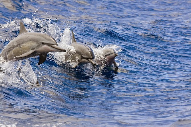 Waikoloa Deluxe Whale Watch - Key points to know before booking