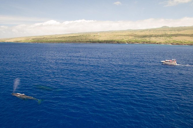 Waikoloa Deluxe Whale Watch - Who will enjoy this Waikoloa whale watch?
