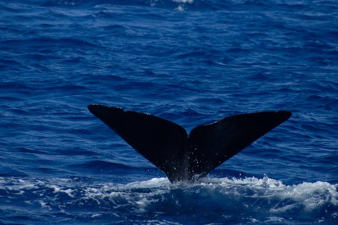 Waitukubuli Dolphin and Whale Watch in Dominica - Dolphins, pilot whales, calves, and less certain sightings