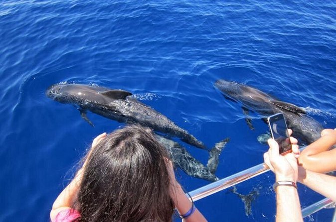 Waitukubuli Dolphin and Whale Watch in Dominica - The return trip and Tiffany’s rum punch