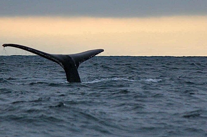 Waitukubuli Dolphin and Whale Watch in Dominica - Is $99 a fair price?