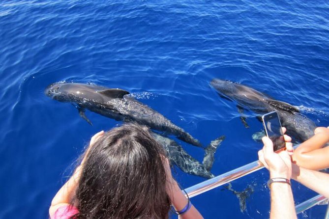 Waitukubuli Dolphin and Whale Watch in Dominica - Who should book this boat trip