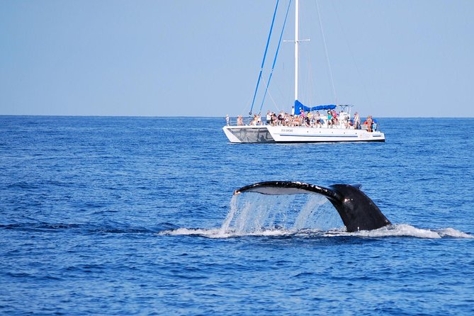 Wake Up With the Whales Cruise on Seasmoke - Why the 8:00 a.m. departure works well
