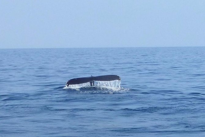 Wake Up With the Whales Cruise on Seasmoke - Hearing humpback songs underwater