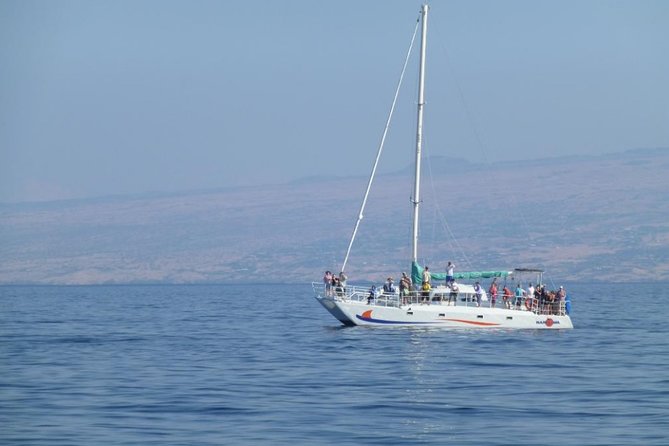 Wake Up With the Whales Cruise on Seasmoke - Should you book Wake Up With the Whales?