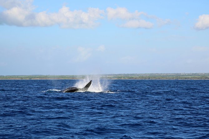 Wake Up With the Whales Cruise on Seasmoke - What you actually see from the catamaran