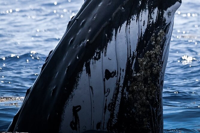 Watch and Swim with Humpback Whales in Moorea - Meeting humpback whales off Moorea