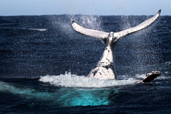 Watch and Swim with Humpback Whales in Moorea - What the four-hour outing is really like