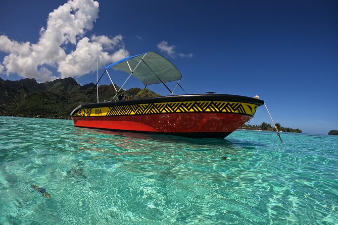 Watch and Swim with Humpback Whales in Moorea - The chance to snorkel with whales