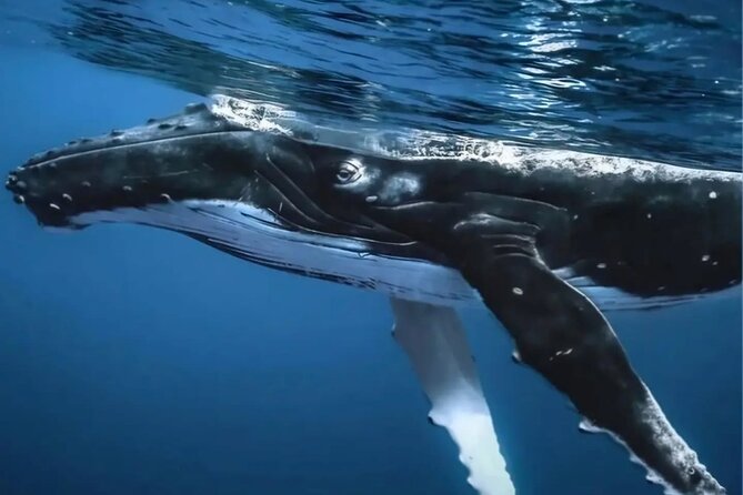 Watch and Swim with Humpback Whales in Moorea - A boat trip built around personal attention