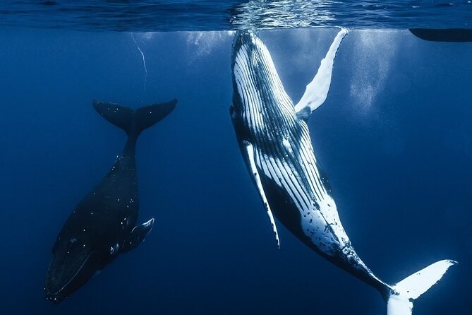 Watch and Swim with Humpback Whales in Moorea - Wildlife rules are part of the experience