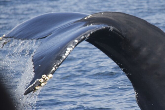 Watching whales and dolphins on Terceira Island - Key points to know before you book