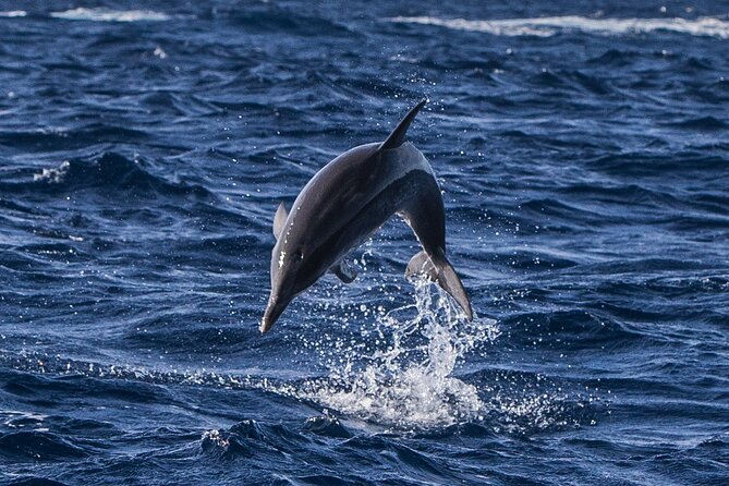 Watching whales and dolphins on Terceira Island - Why Terceira is a strong place for whale watching