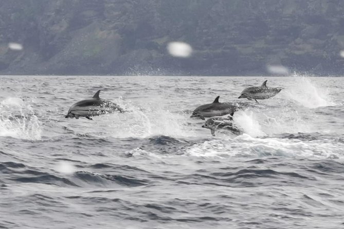 Watching whales and dolphins on Terceira Island - How the Monte Brasil spotter improves the search