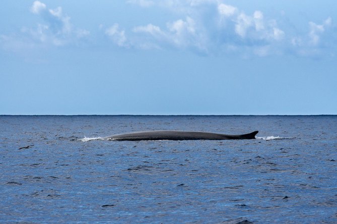 Watching whales and dolphins on Terceira Island - What the three-hour itinerary feels like
