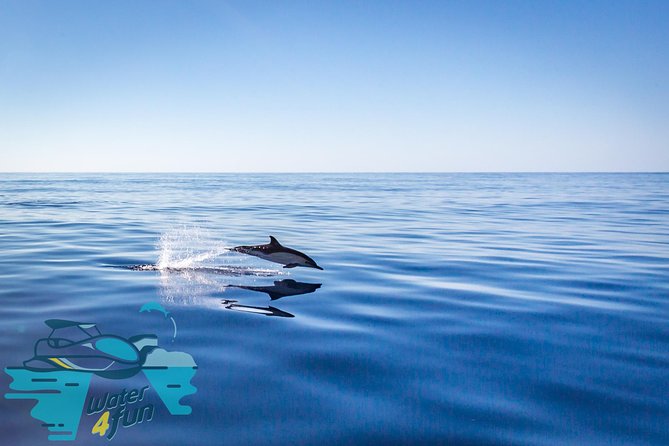 Watching whales and dolphins on Terceira Island - The wildlife is unpredictable, and that is part of the deal