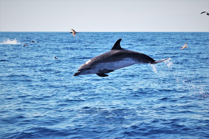 Watching whales and dolphins on Terceira Island - Guides, wildlife ethics, and the value of the commentary