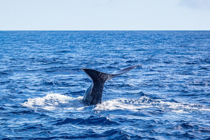 Watching whales and dolphins on Terceira Island - Is $78.64 a fair price?