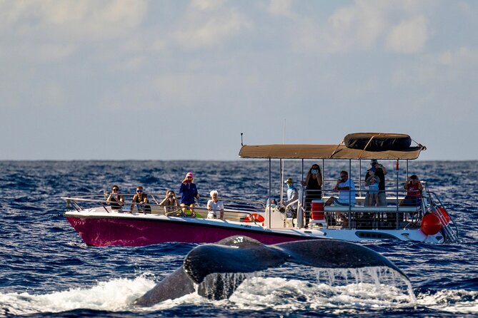 West Maui Sunset Whale Watch - What happens at Mala Boat Ramp
