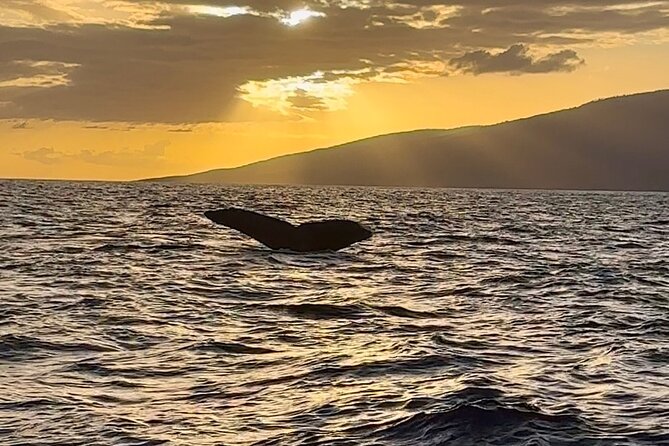 West Maui Sunset Whale Watch - Comfort, water, and what is not onboard