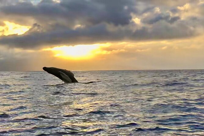 West Maui Sunset Whale Watch - Following humpbacks in Maui’s sanctuary waters