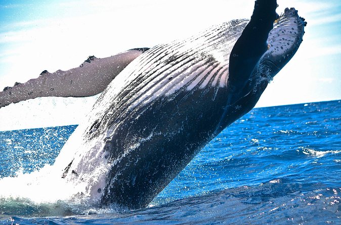 West Oahu Deluxe Whale Watching Sail - Dolphins, turtles, and other welcome surprises