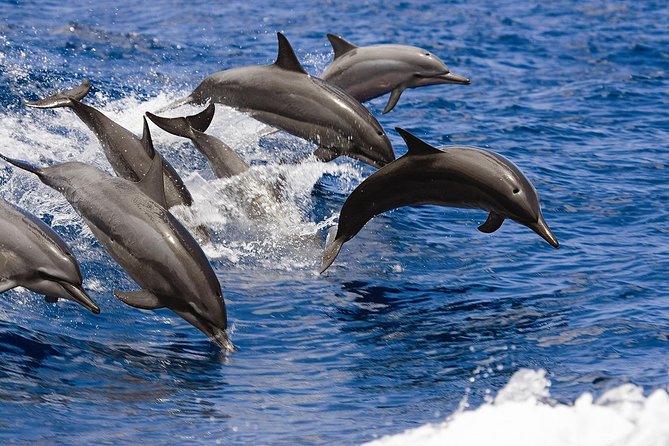 West Oahu Deluxe Whale Watching Sail - Who will enjoy this west-coast sail?