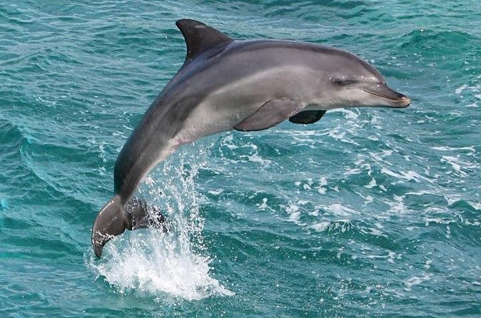 West Oahu Deluxe Whale Watching Sail - Booking, cancellation, and practical details