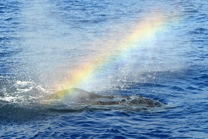 West Oahu Deluxe Whale Watching Sail - Two hours of scanning, surfacing, and waiting
