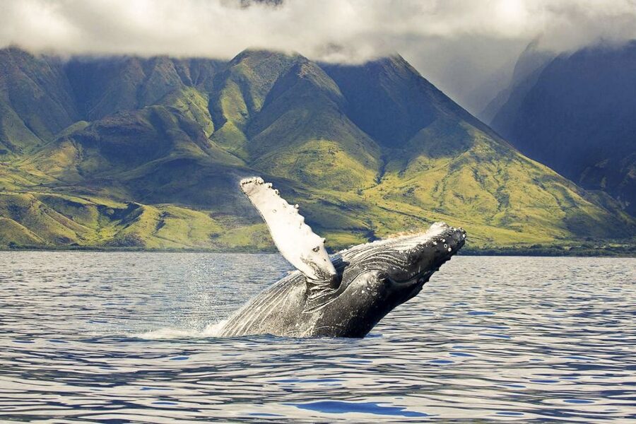 West Oahu: Eco-Friendly Whale Watching Cruise - Key points to know before you book