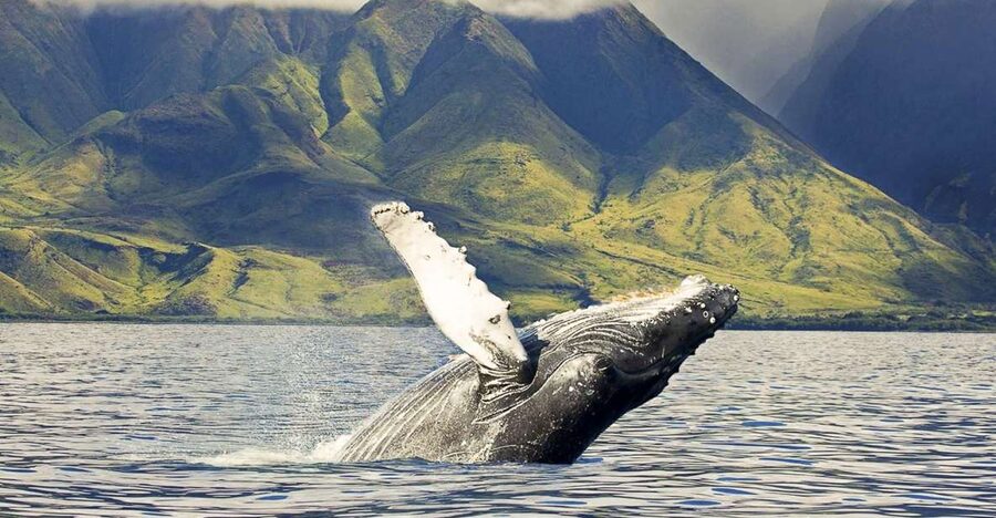 West Oahu: Eco-Friendly Whale Watching Cruise - Sailing from Waiʻanae Small Boat Harbor
