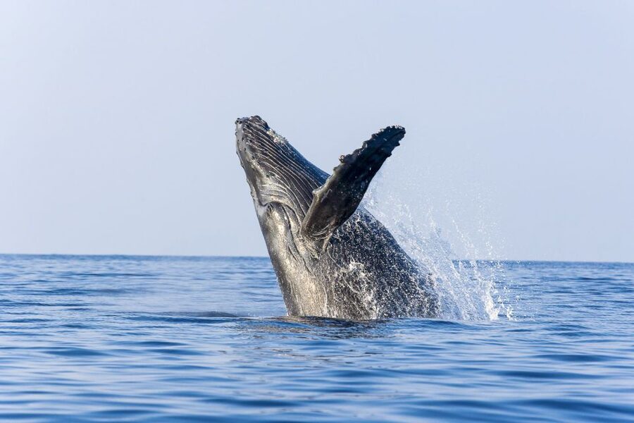 West Oahu: Eco-Friendly Whale Watching Cruise - Watching humpbacks along the West Oahu coast