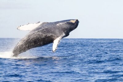 West Oahu: Eco-Friendly Whale Watching Cruise